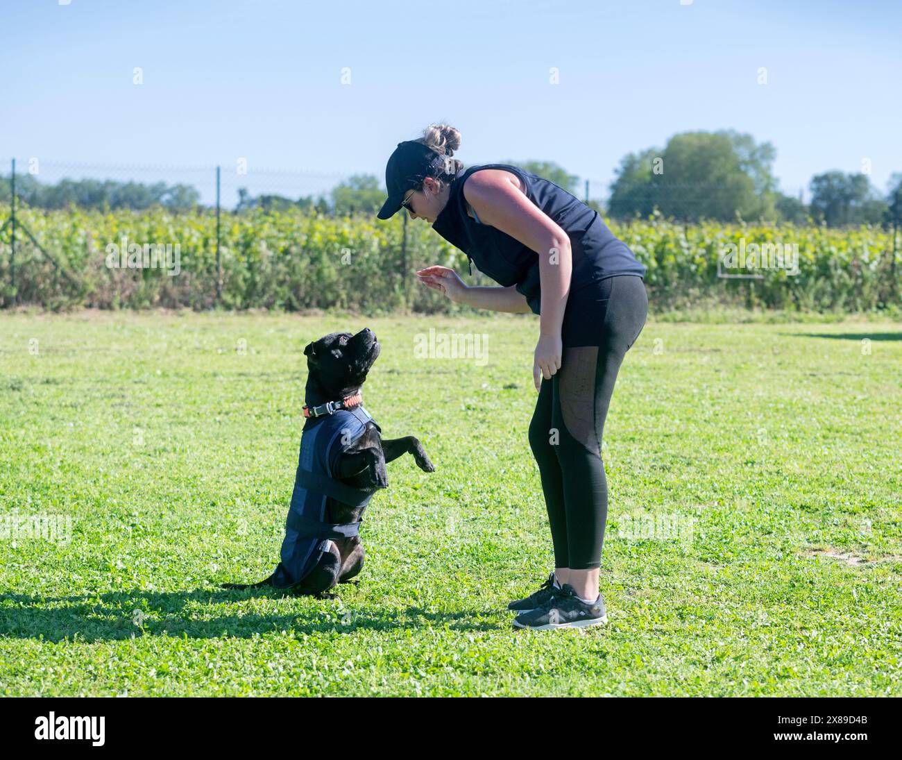 Staffordshire Bull Terrier Training For Obedience Discipline Stock 