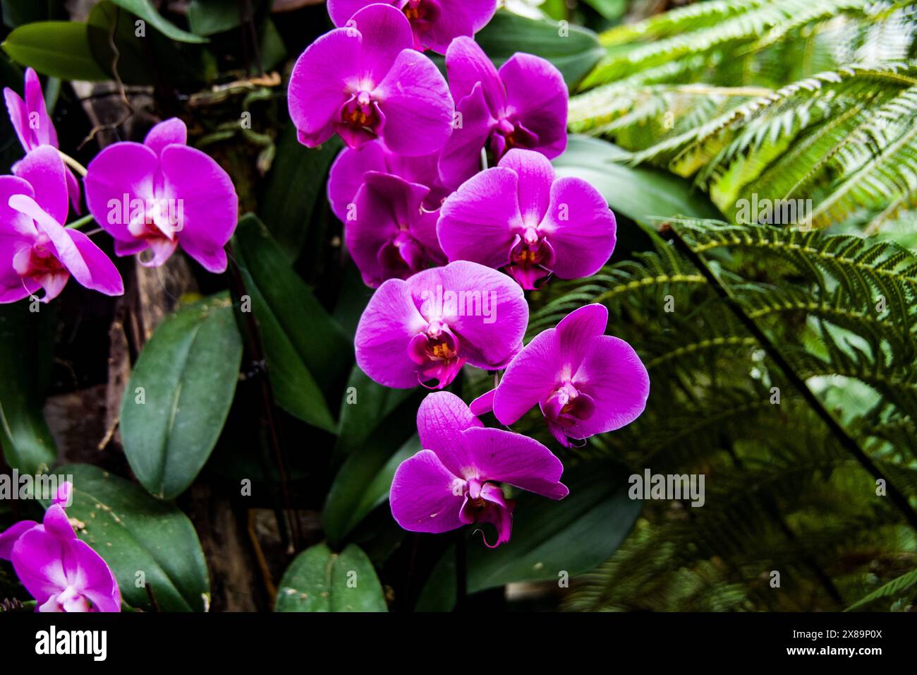 Orchids of philippines hi-res stock photography and images - Alamy