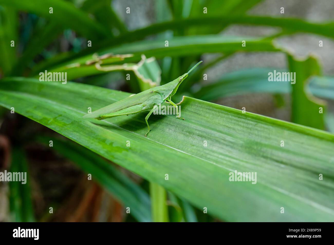 Discover the Subtle Elegance of Nature: The Long-headed Toothpick Grasshopper. Stock Photo