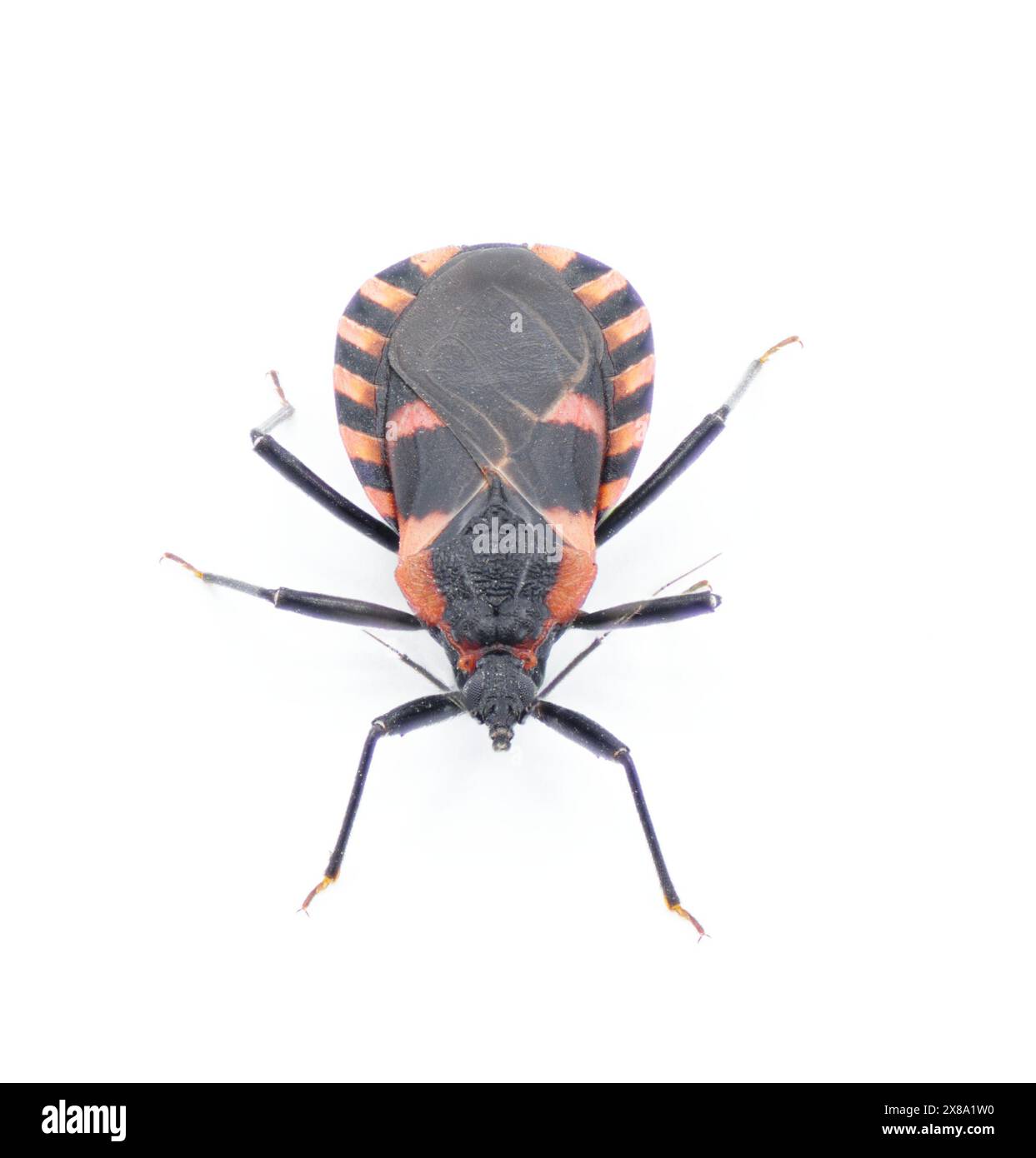 Eastern Bloodsucking Conenose Kissing bed Bug Triatoma sanguisuga