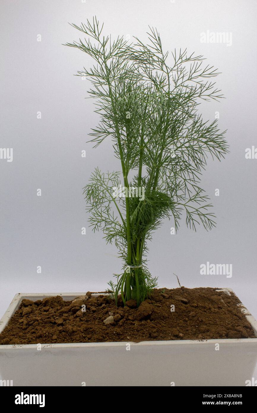 Dill is an annual herb in the celery family Apiece. It is native to ...