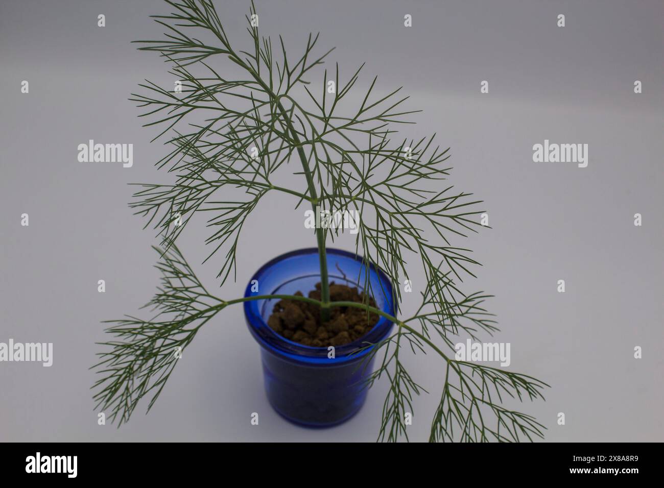 Dill is an annual herb in the celery family Apiece. It is native to ...