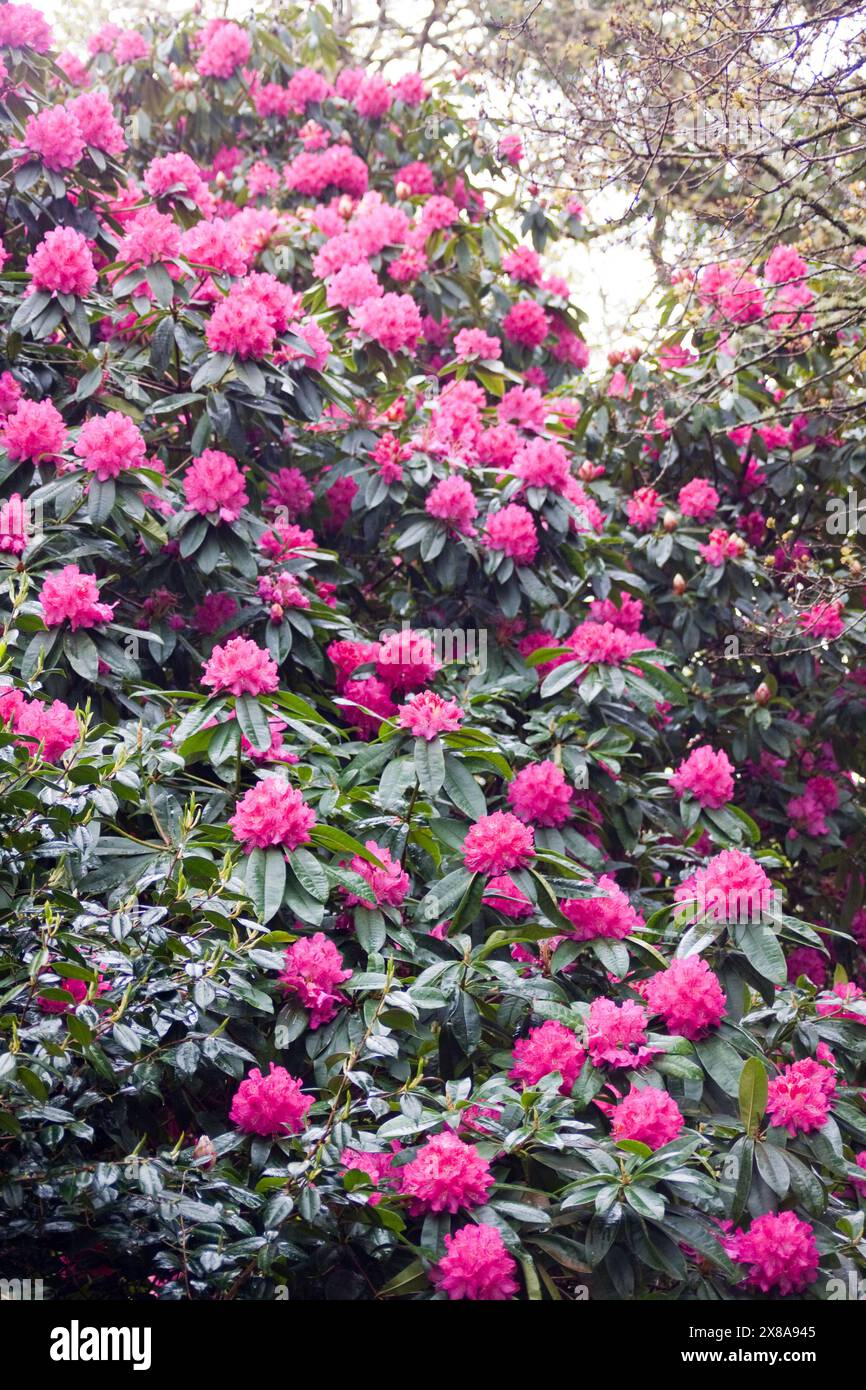 Cornwall Rhododendron Rhododendron (Rhododendron Arboreum) Flowers on Bush Bodmin Cornwall ...