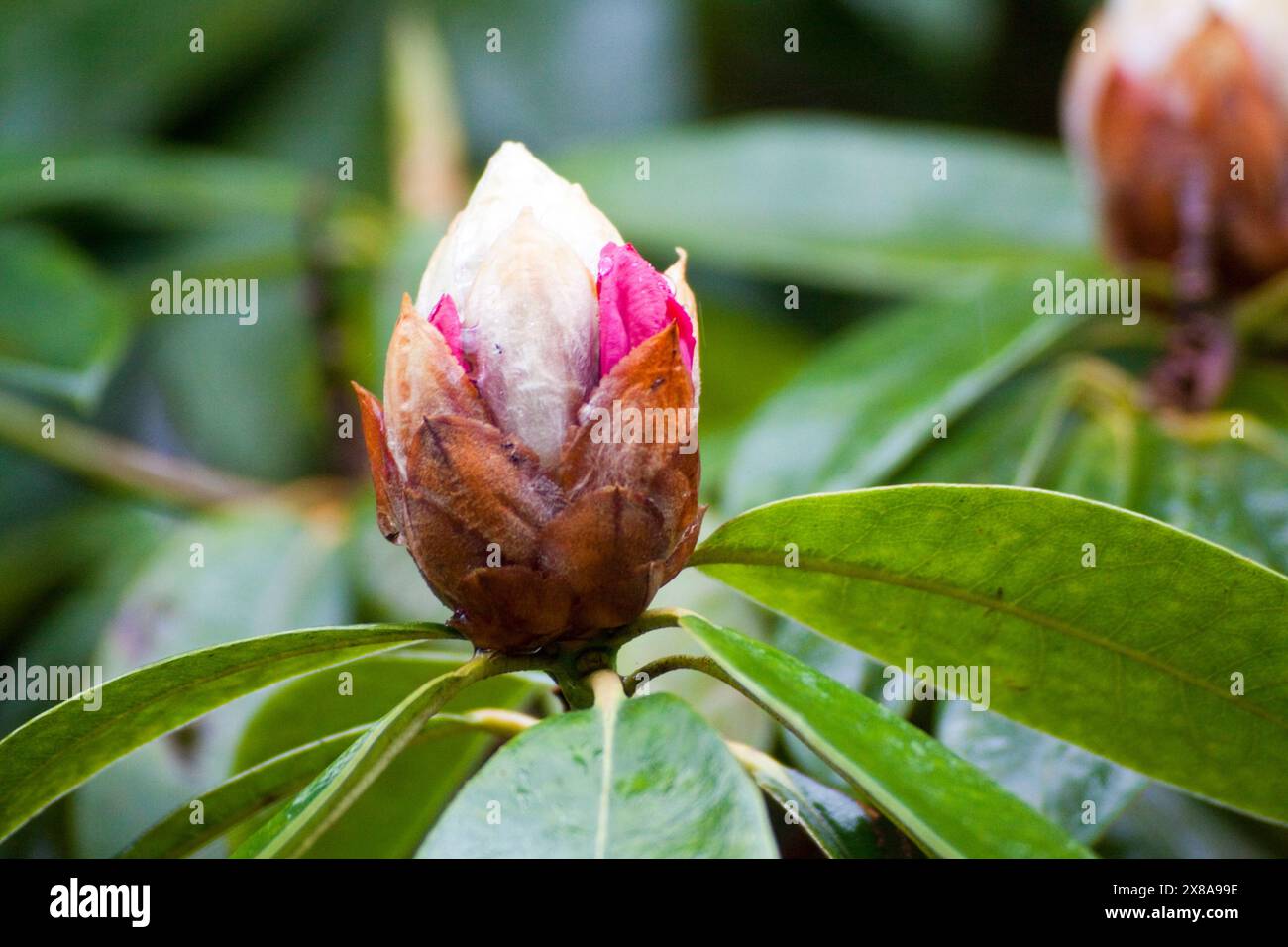 Cornwall Rhododendron Rhododendron (Rhododendron Arboreum) Flower in Close up Bodmin Cornwall ...