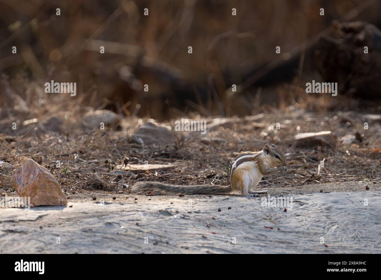 five-striped palm squirrel Stock Photo