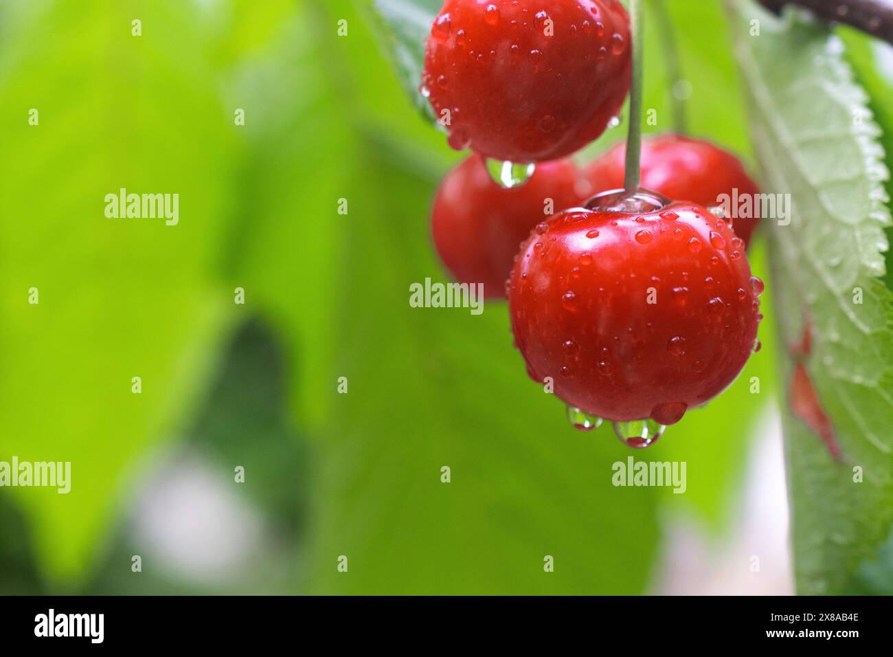 Cherries wet with morning dew, plenty of space for text Stock Photo