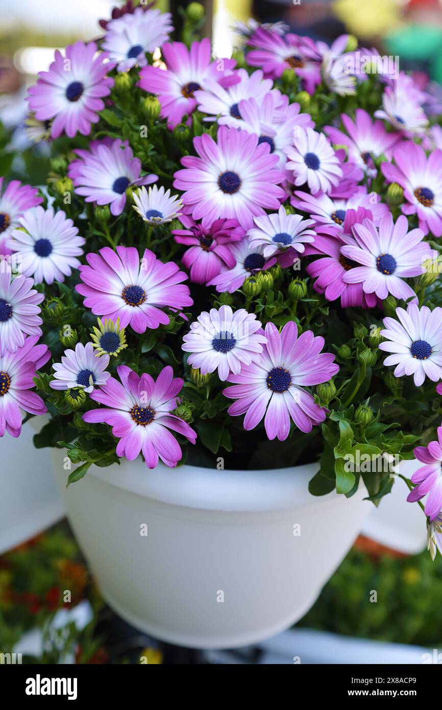 Purple dimorphotheca ecklonis in a white pot Stock Photo - Alamy