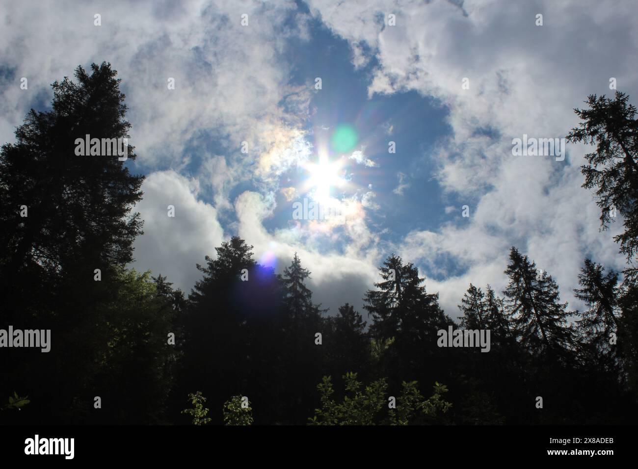 Sunset between trees in forest hi-res stock photography and images - Alamy