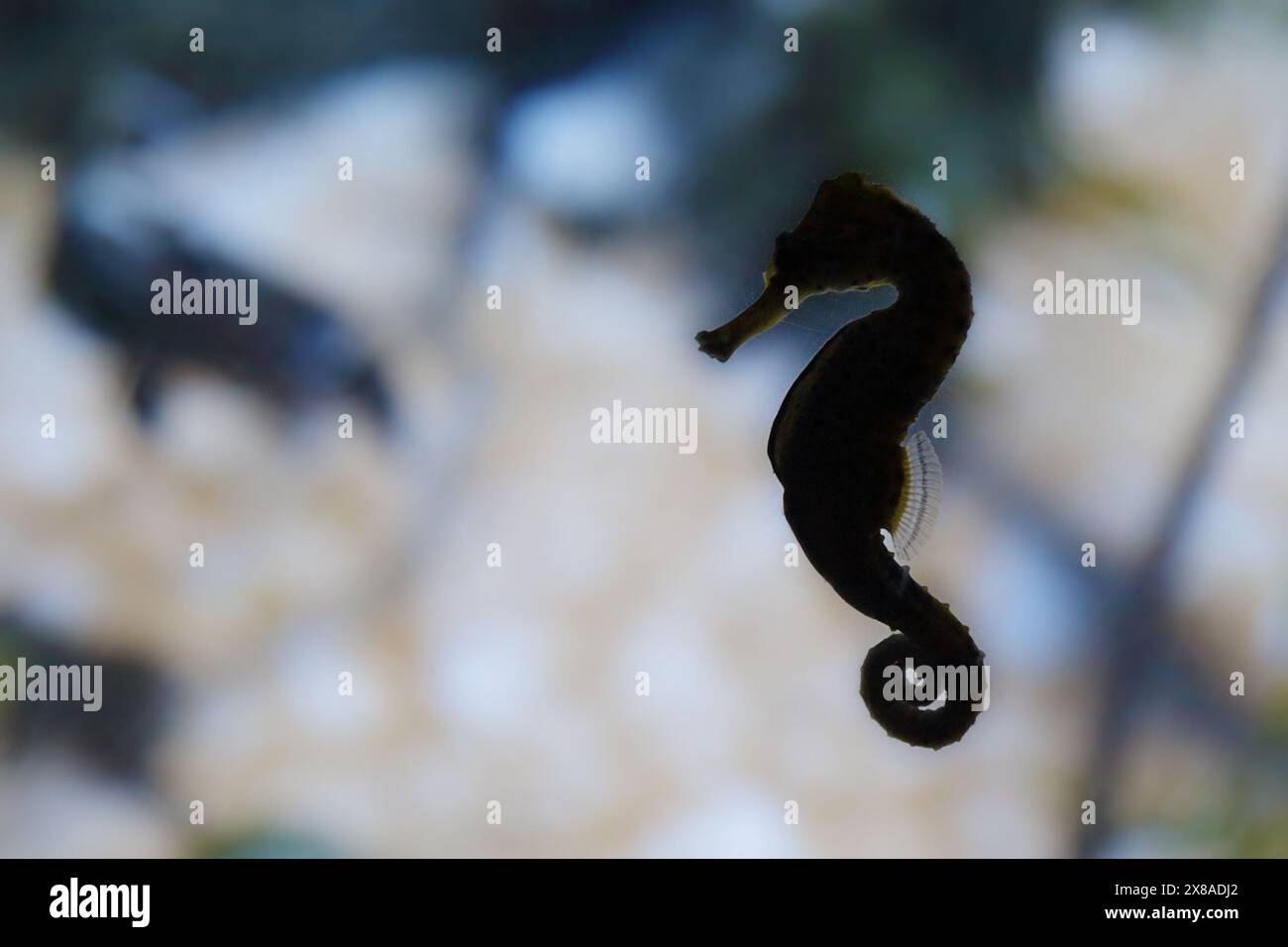 Backlight of a short-snouted seahorse (Hippocampus hippocampus) Stock Photo