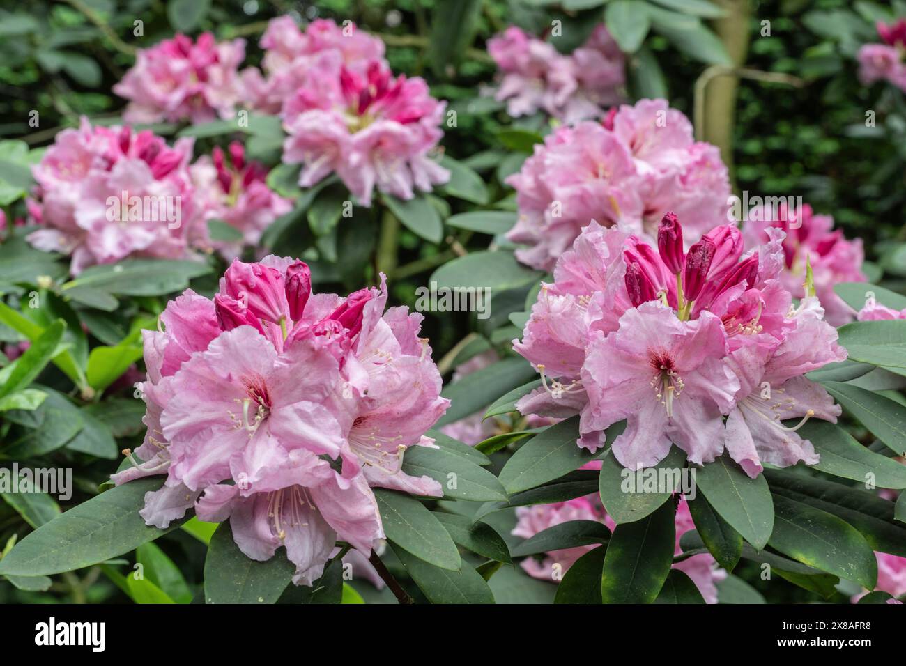 rhododendron norfolk candy Candycorn