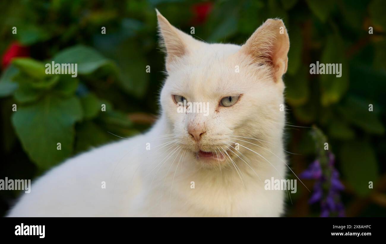 Close-up of a white cat with a slightly open mouth, surrounded by green background, cats, Rhodes old town, Rhodes town, Rhodes, Dodecanese, Greek Isla Stock Photo