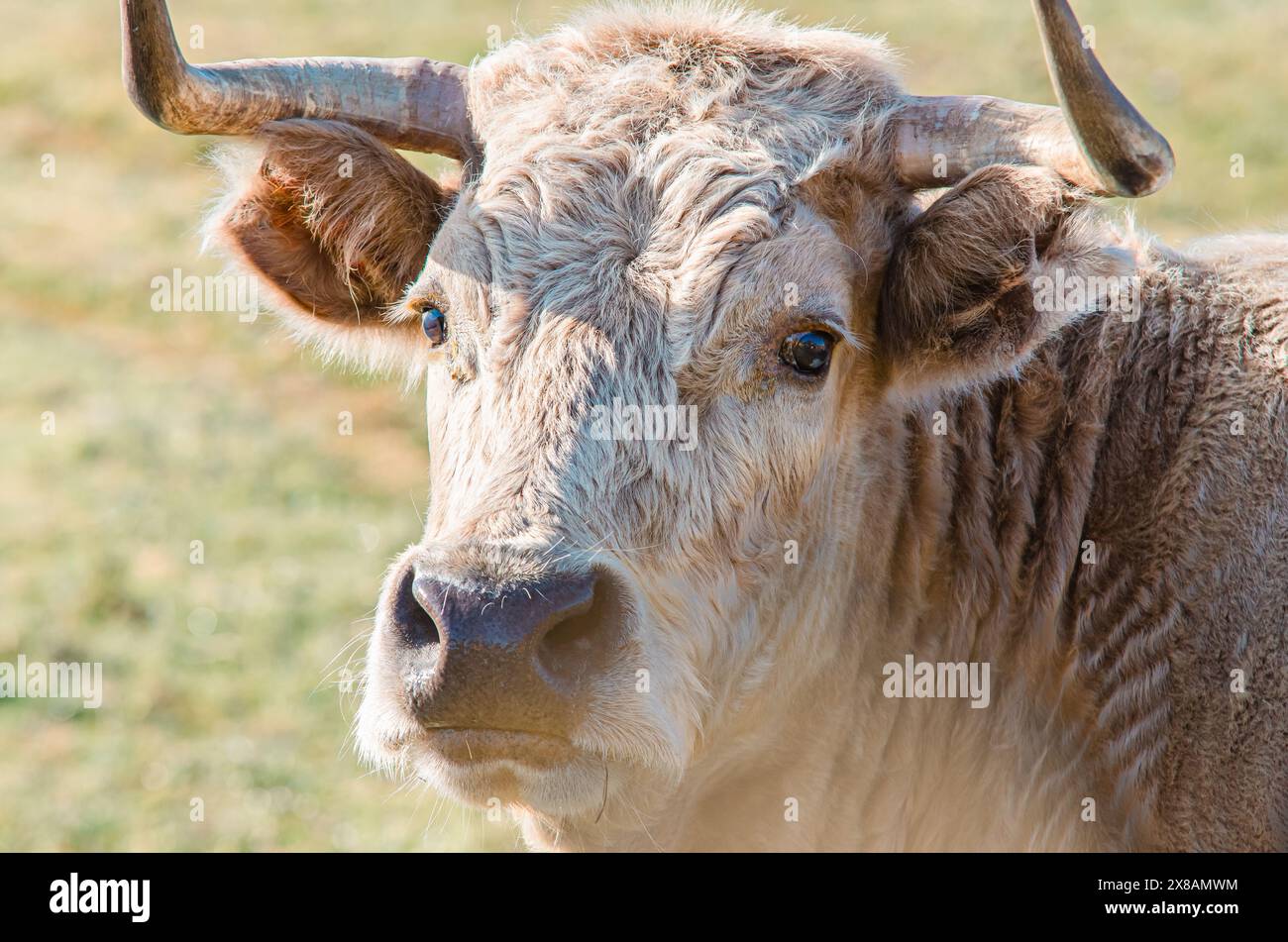 Cow funny face closeup hi-res stock photography and images - Alamy