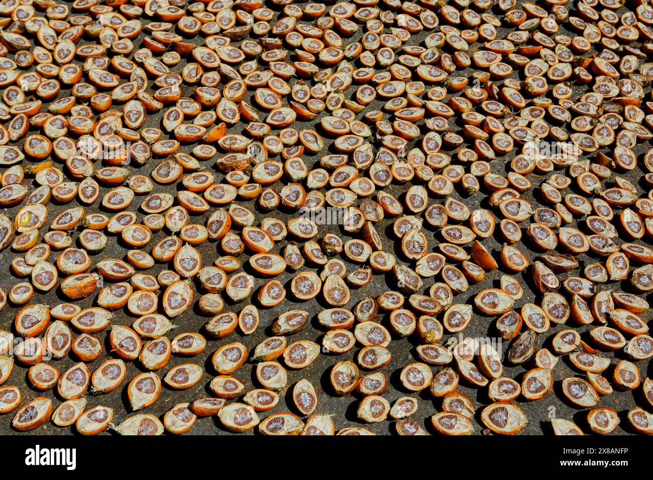 Areca nut is the seed of the areca palm hi-res stock photography and ...