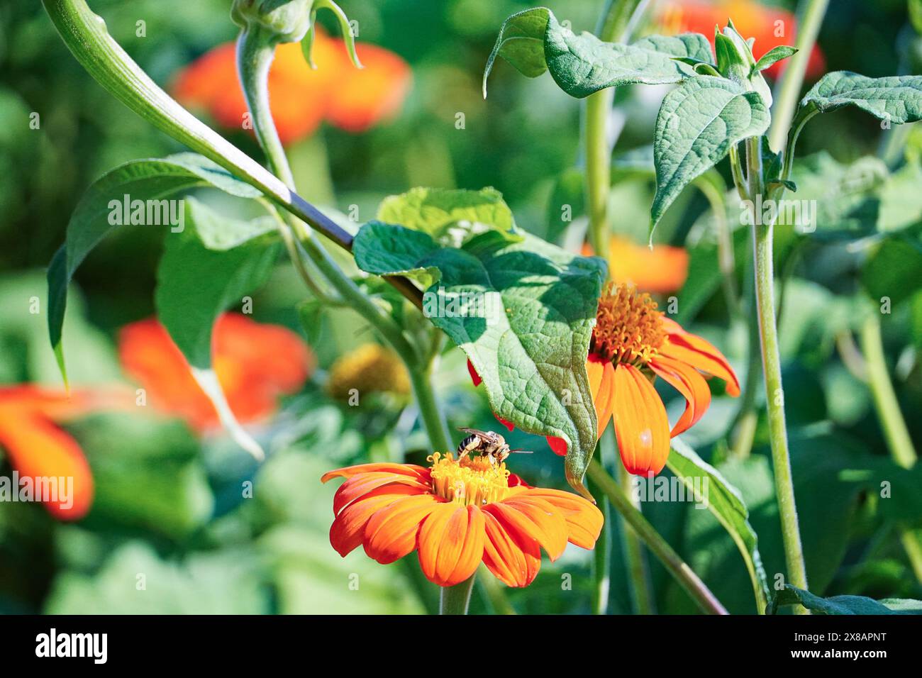 Close-up of orange flowers with a bee collecting nectar among green leaves. Stock Photo