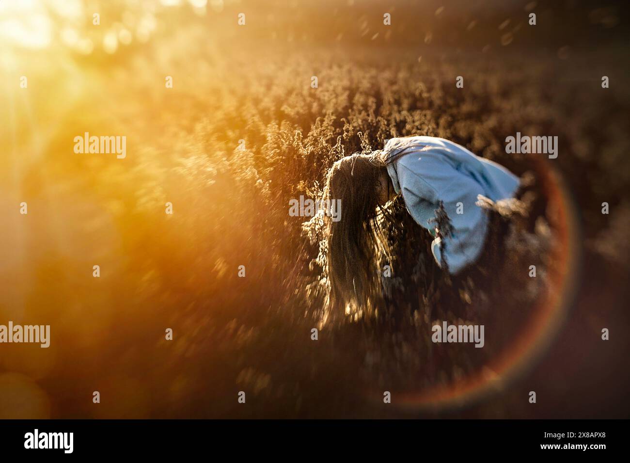 Young girl with long blonde hair bowing in sunny wheat field Stock Photo