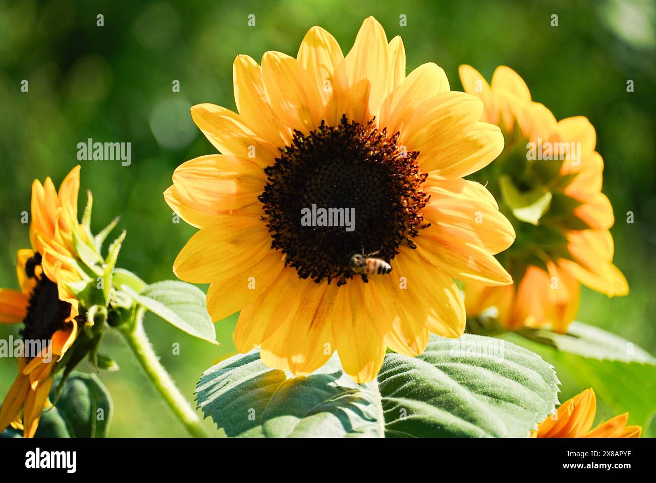 Bright yellow sunflower with a bee collecting nectar in a lush green background. Stock Photo