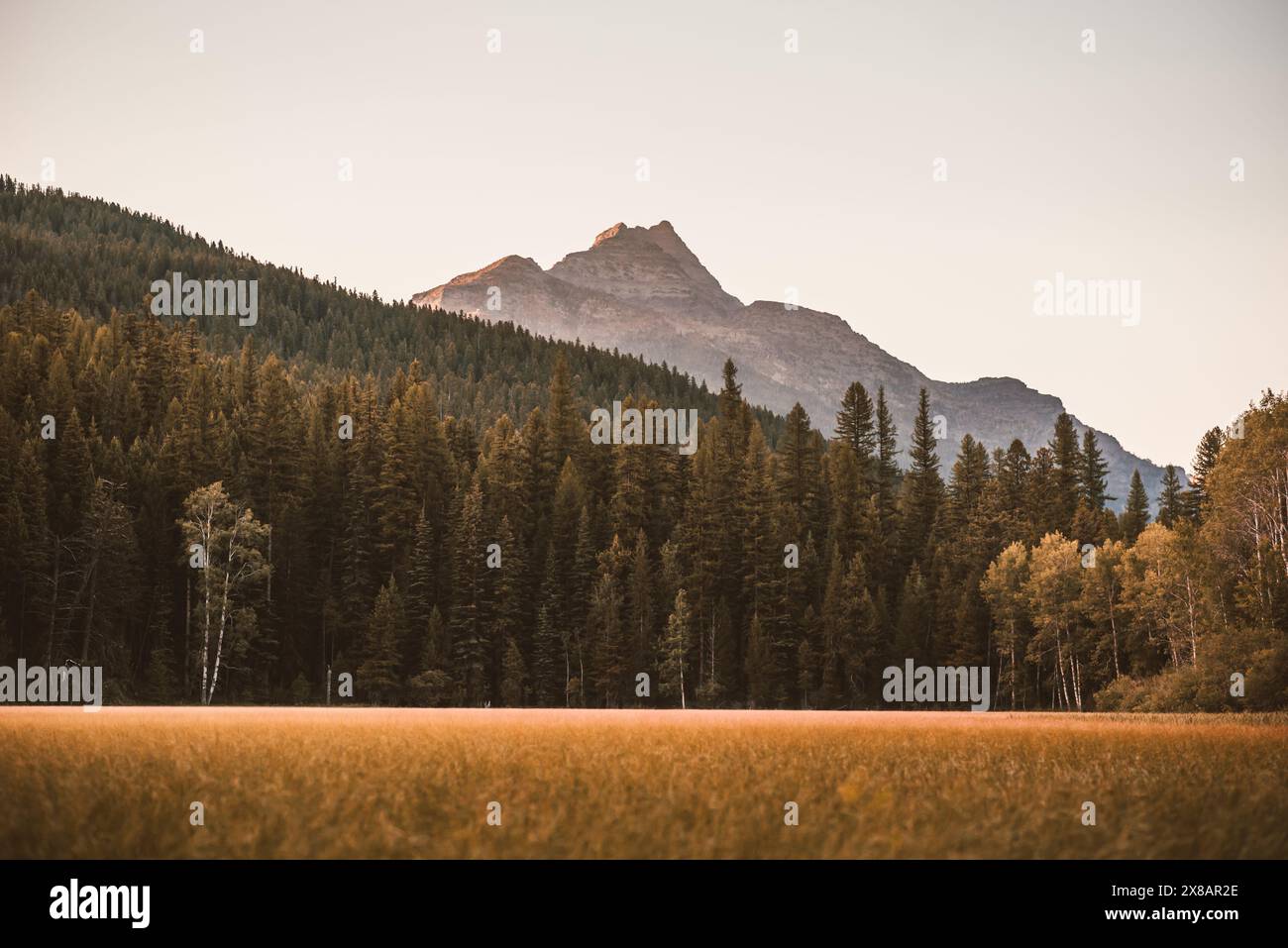 Evergreen trees field hi-res stock photography and images - Alamy