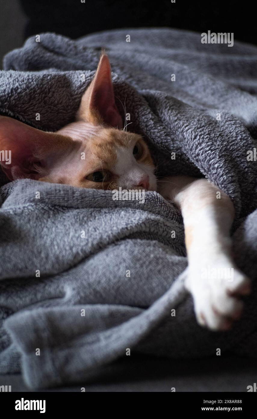 Young Devon Rex resting covered in gray blanket Stock Photo