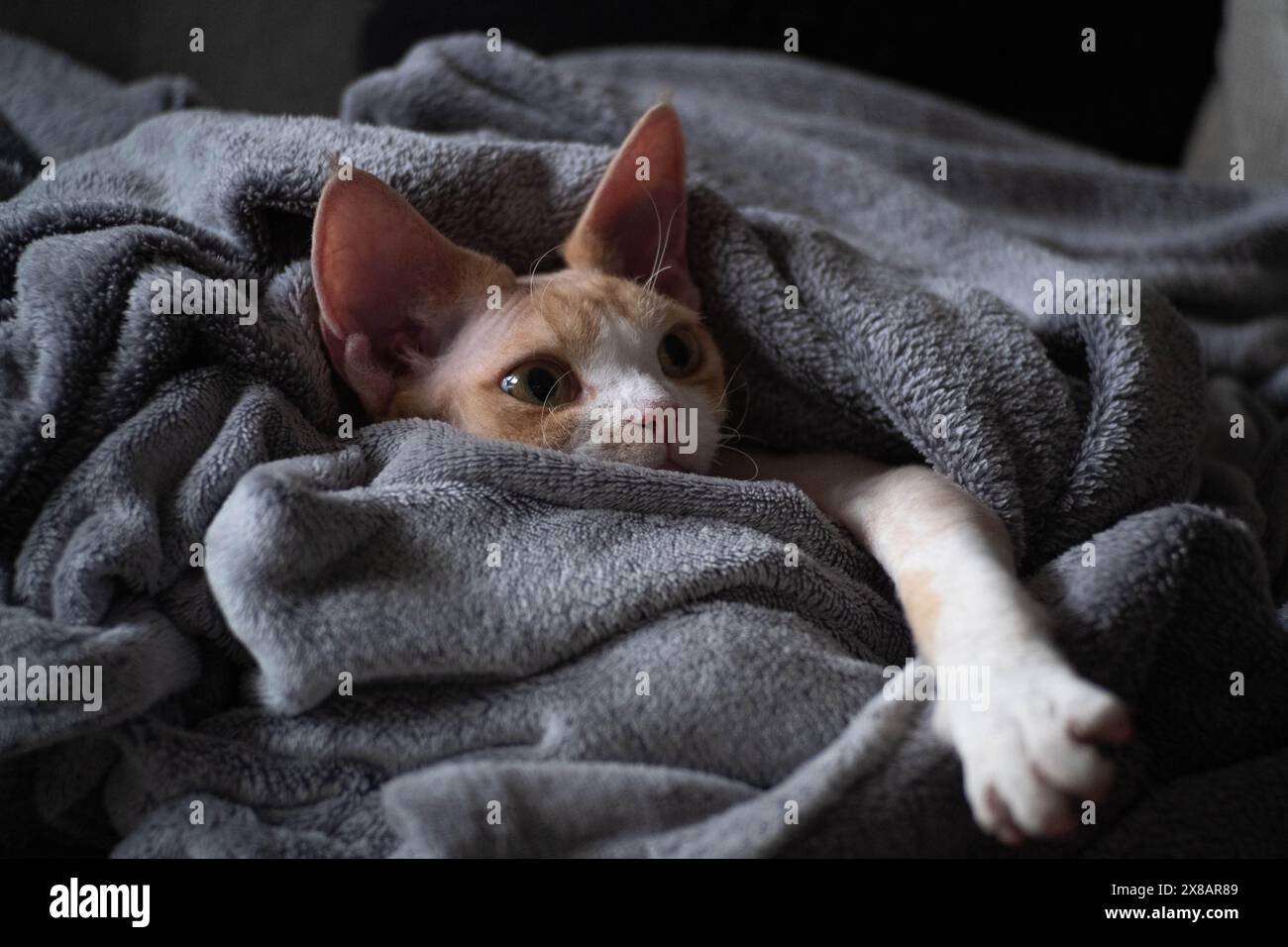 Young Devon Rex resting covered in gray blanket Stock Photo