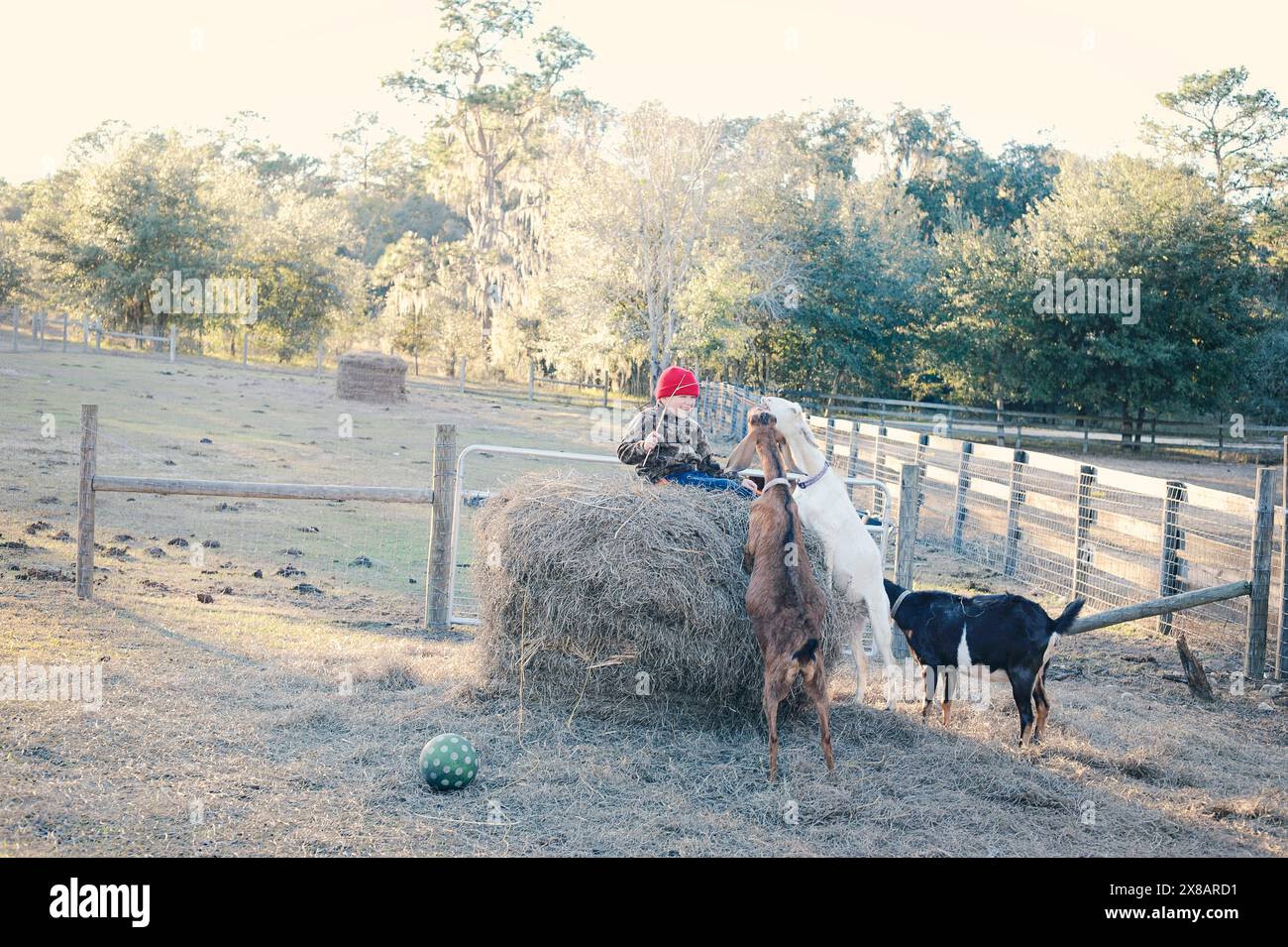 Child in red hat sitting on hay bale, playing with three goats i Stock Photo