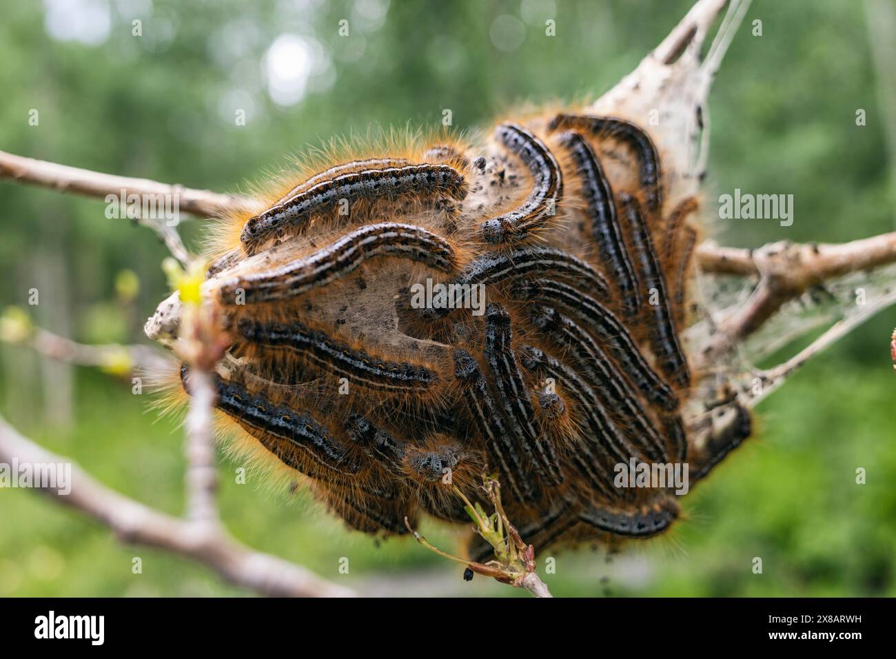 Caterpillars in nature hi-res stock photography and images - Alamy