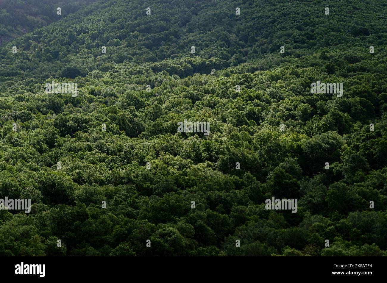 Sunlit tree dark mountain hi-res stock photography and images - Alamy