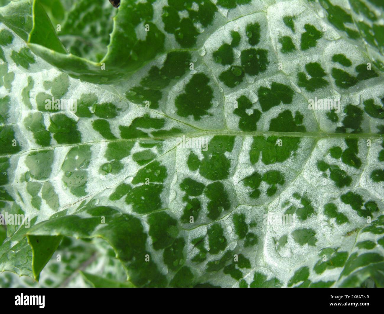 closeup of the leaves of the Milk thistle (Silybum marianum,blessed milk thistle) Stock Photo