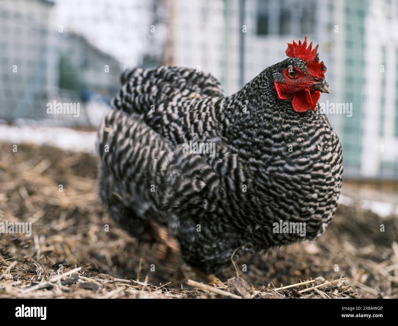 Close-up of black and white chicken in barnyard Stock Photo - Alamy
