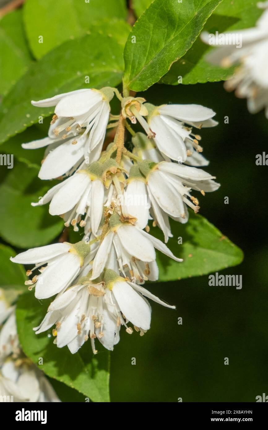 white flowers of a deutzia in spring Stock Photo