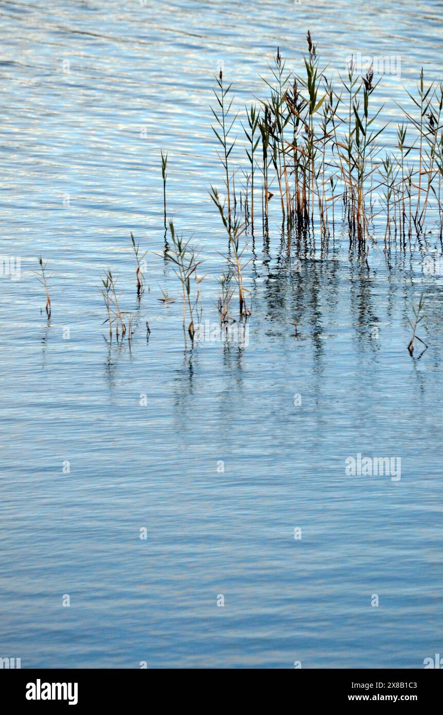 Water reeds growing plants hi-res stock photography and images - Alamy