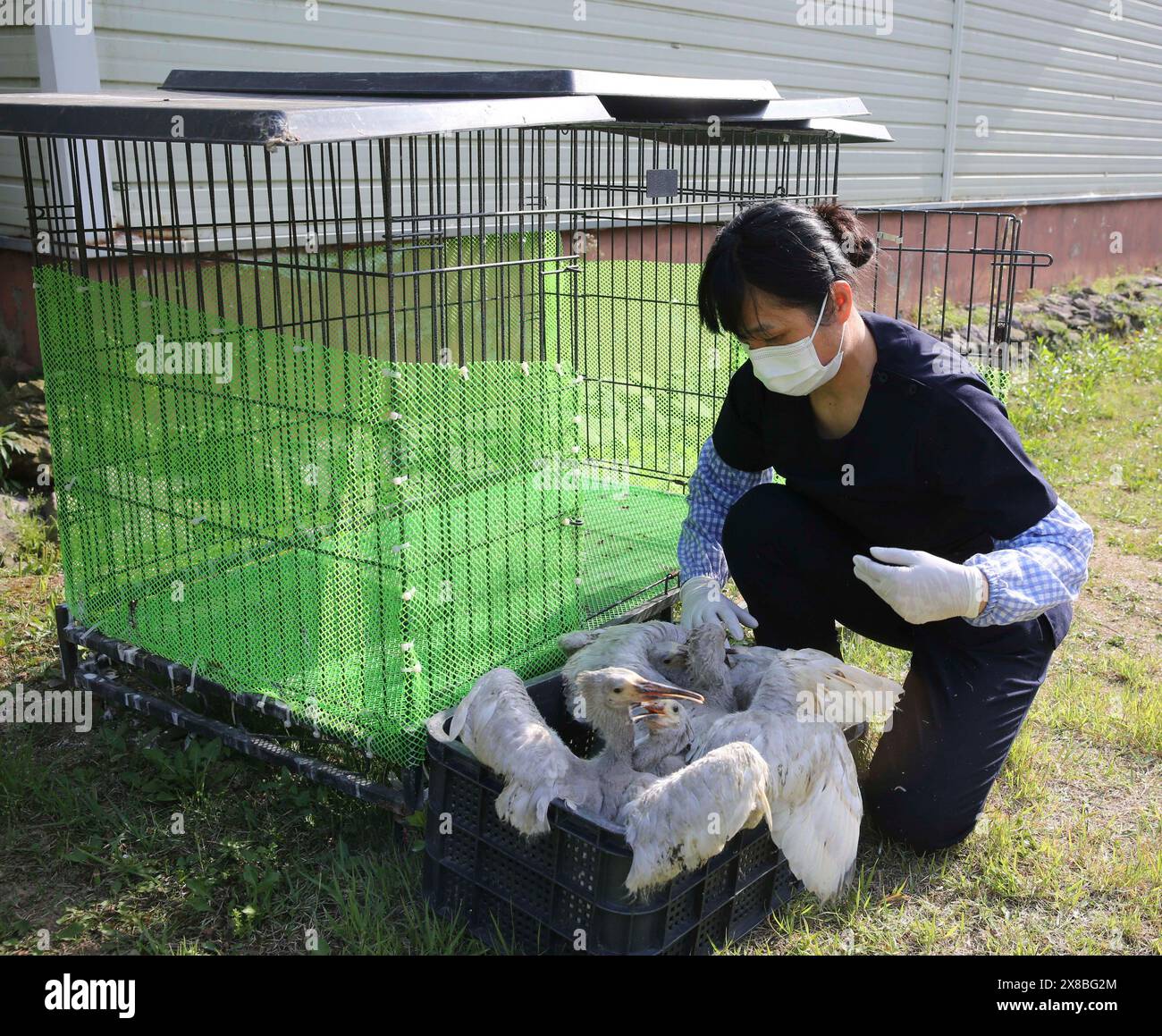 (240524) -- SEOUL, May 24, 2024 (Xinhua) -- A staff member takes care of crested ibis chicks at the Upo Crested Ibis Restoration Center in Changnyeong, South Korea, May 20, 2024. The crested ibis, which used to be widely distributed in China, Japan, South Korea and other East Asian regions, has become an endangered bird species worldwide, rarely seen in South Korea since the 1980s. In 2008, the crested ibis couple 'Yang Zhou' and 'Long Ting' arrived and settled down at the Upo Crested Ibis Restoration Center in Changnyeong as a gift from China to South Korea. Another two male crested ibises Stock Photo