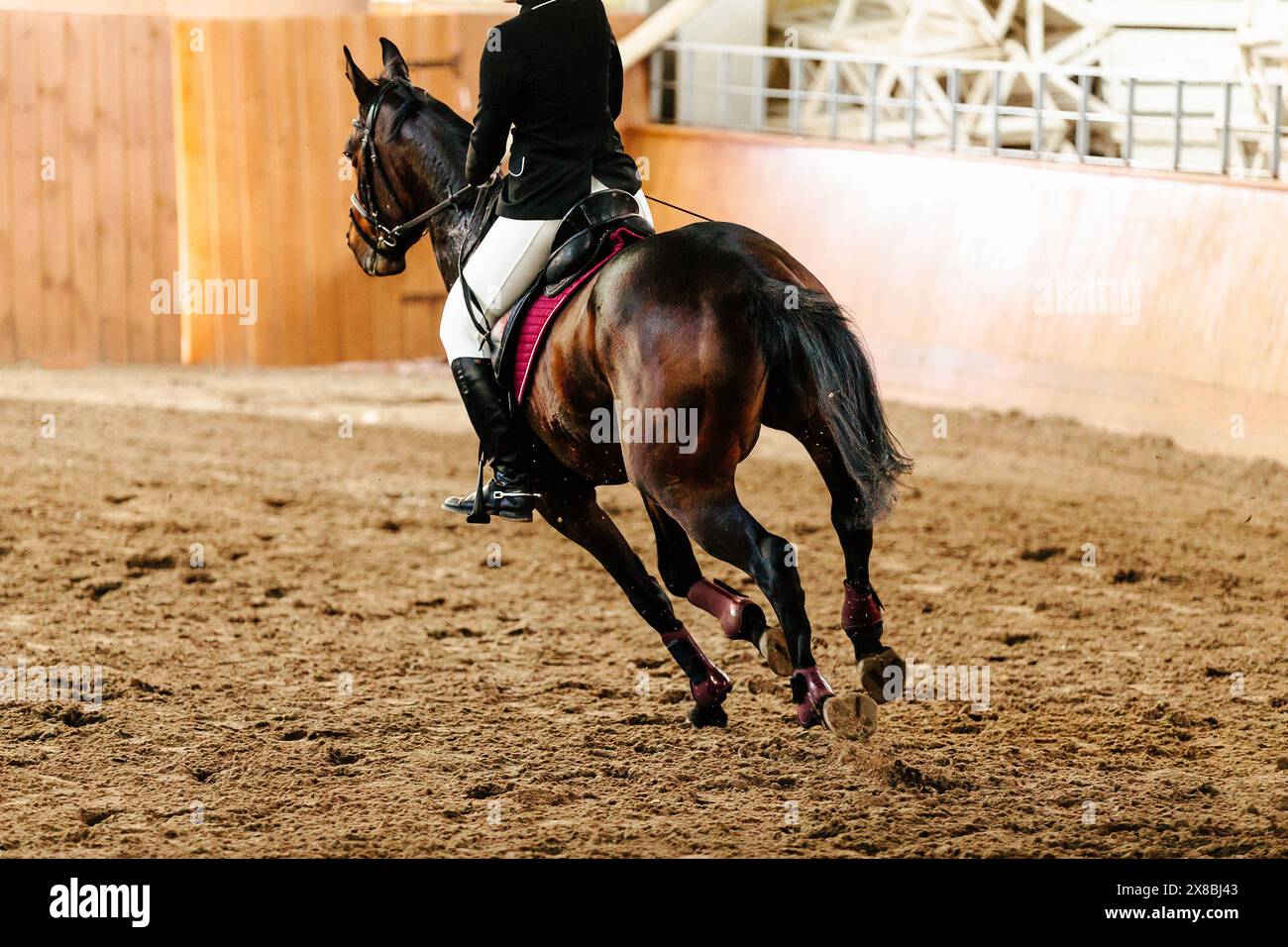 woman rider on blood bay horse in show jumping competition Stock Photo ...