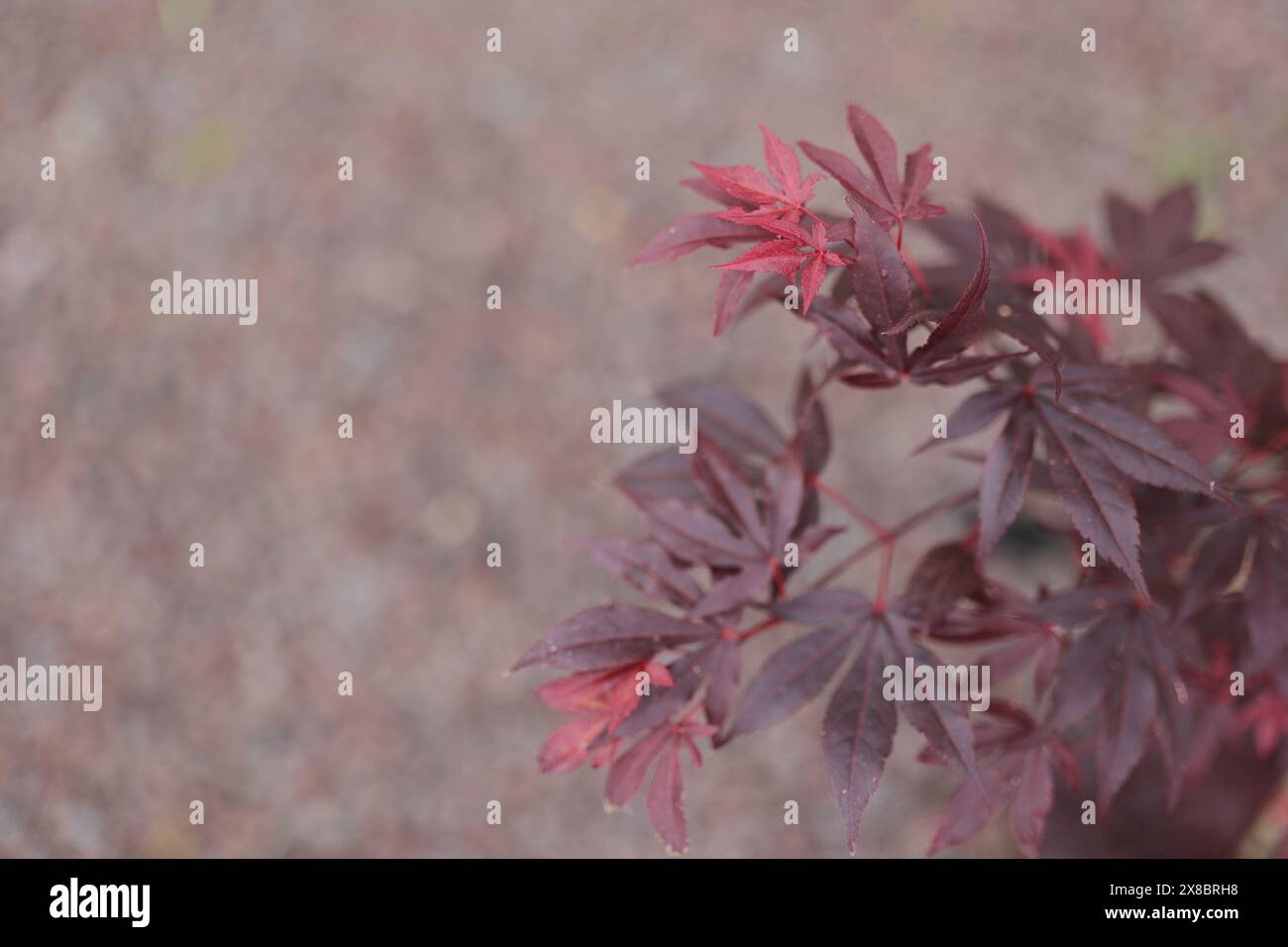 Dwarf japanese maple hi-res stock photography and images - Alamy