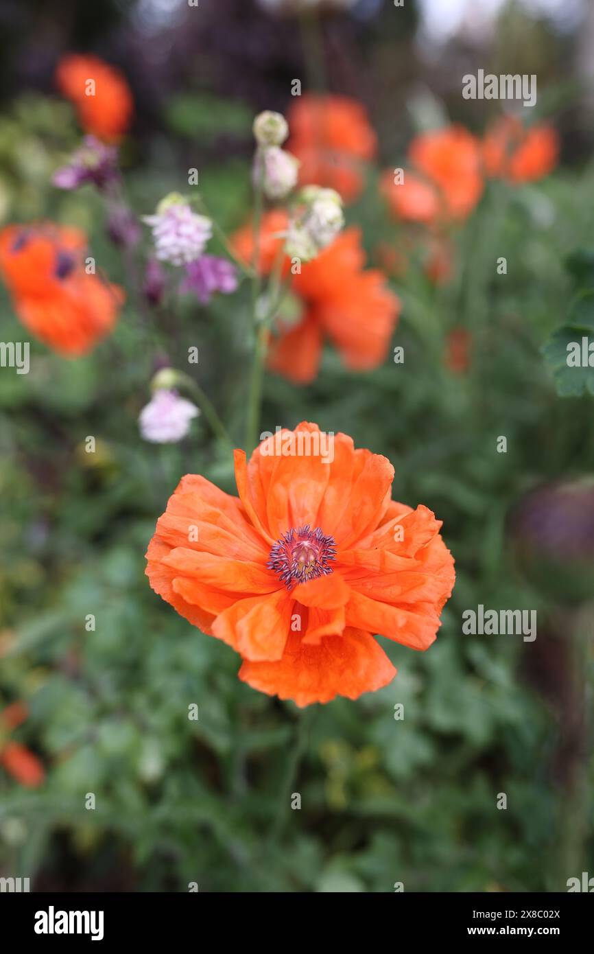 Poppy seedlings hi-res stock photography and images - Alamy