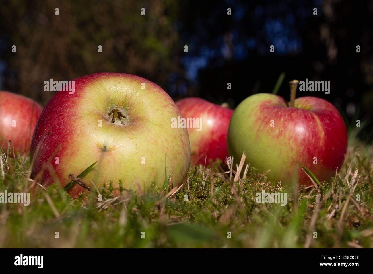 Red-yellow, juicy, appetizing, delicious and mouth-watering organic