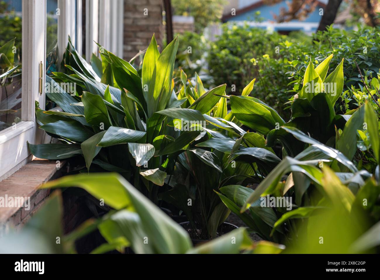 Aspidistra elatior with lush greenery for backyard landscaping. Green cast iron leaves on sunlight.  Stock Photo