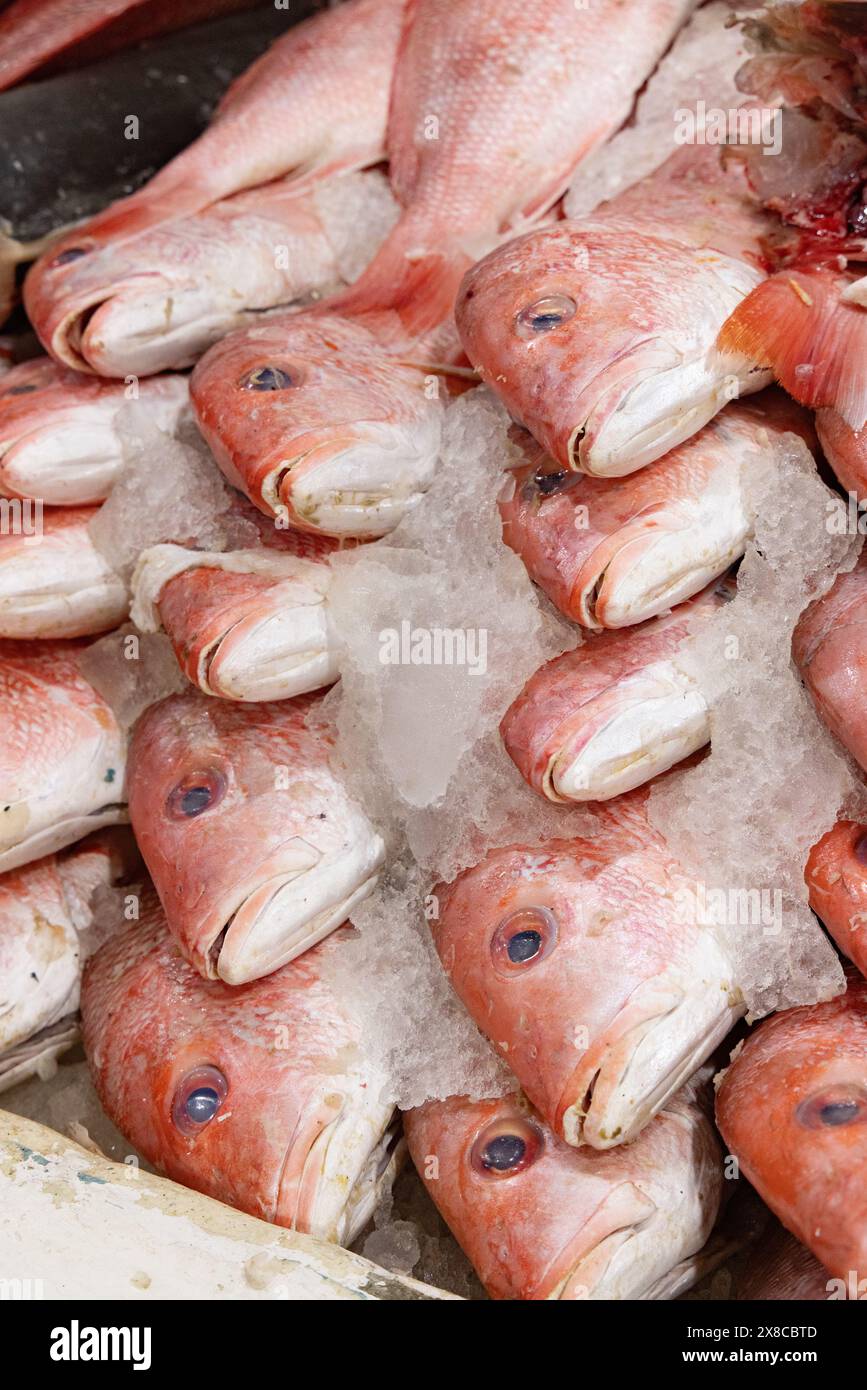 Red snapper for sale hi-res stock photography and images - Alamy