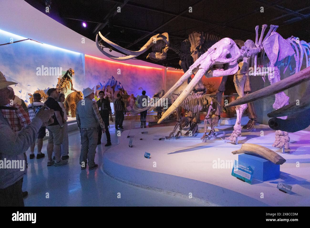 People looking at Mammoth and Mastodon fossils and skeletons, inside Museo del Desierto ( Museum of the Desert), Saltillo, Mexico Stock Photo