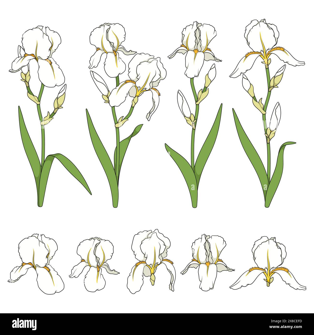 Set of color illustrations with white iris flowers. Isolated vector objects on white background. Stock Vector