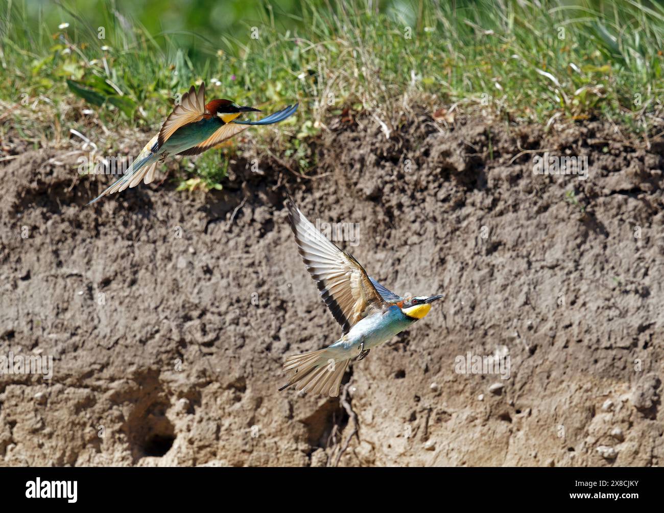 Two European Bee eaters In Flight Stock Photo Alamy two-european-bee-eaters-in-flight-stock-photo-alamy