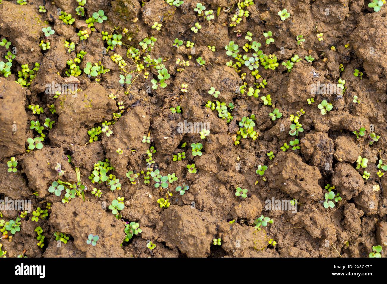 Moist soil hi-res stock photography and images - Alamy