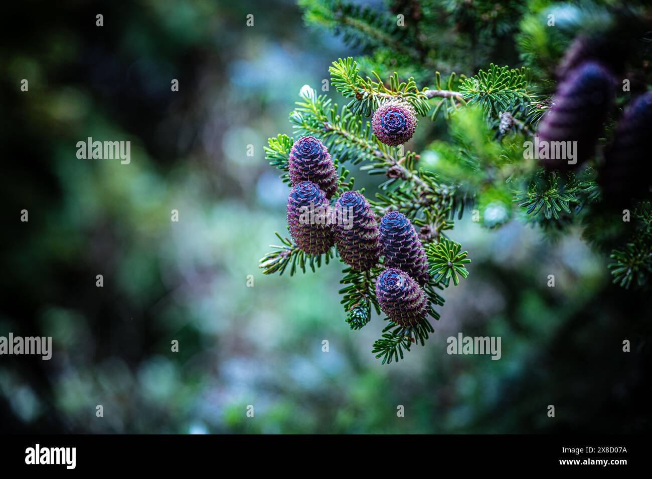 Abies koreana spruce branch with cones Stock Photo - Alamy