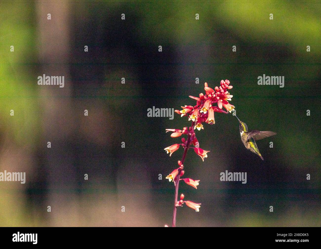 Hummingbirds feeding in North Carolina Stock Photo