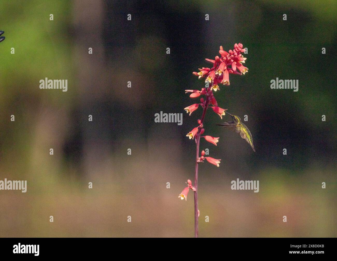 Hummingbirds feeding in North Carolina Stock Photo