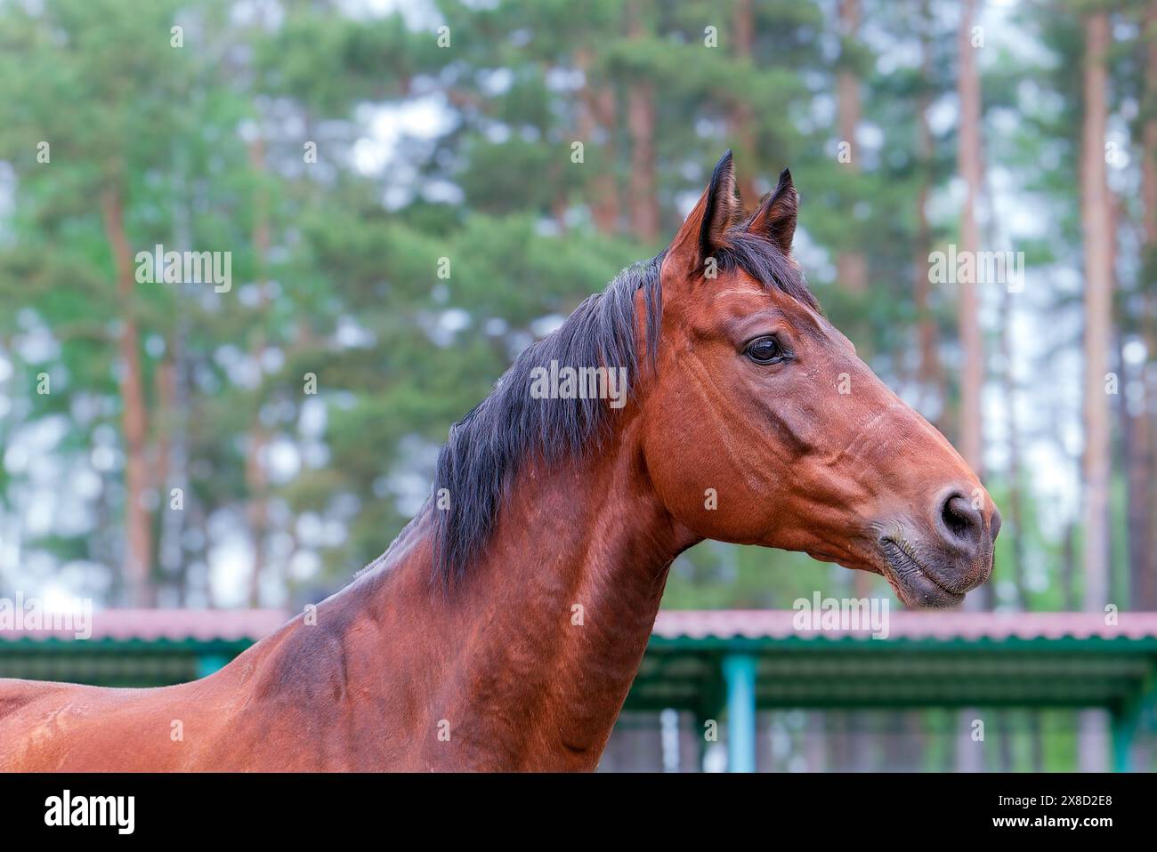 Portrait of family with horse hi-res stock photography and images - Alamy