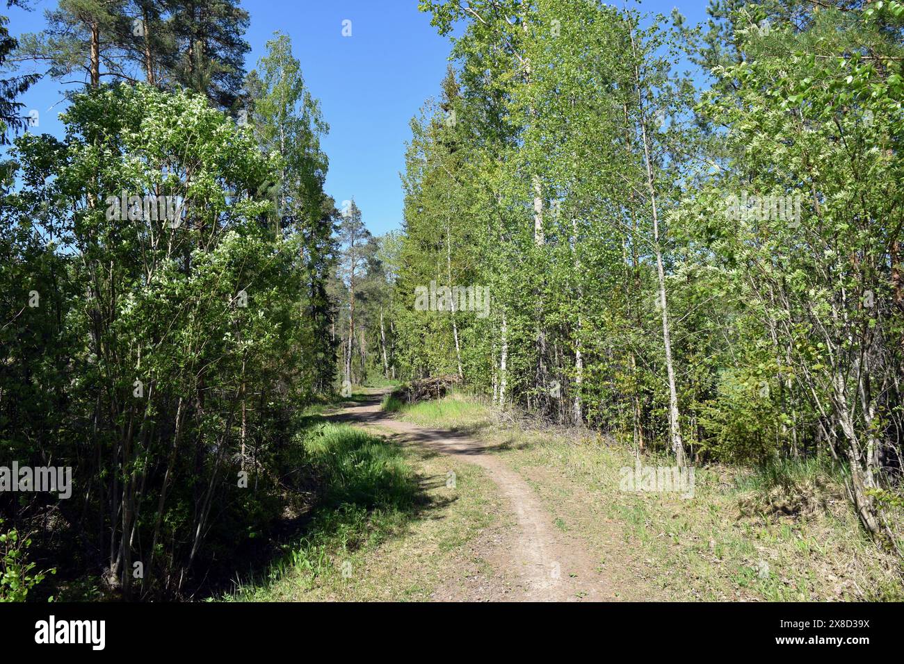 Footpath in the woods hi-res stock photography and images - Alamy