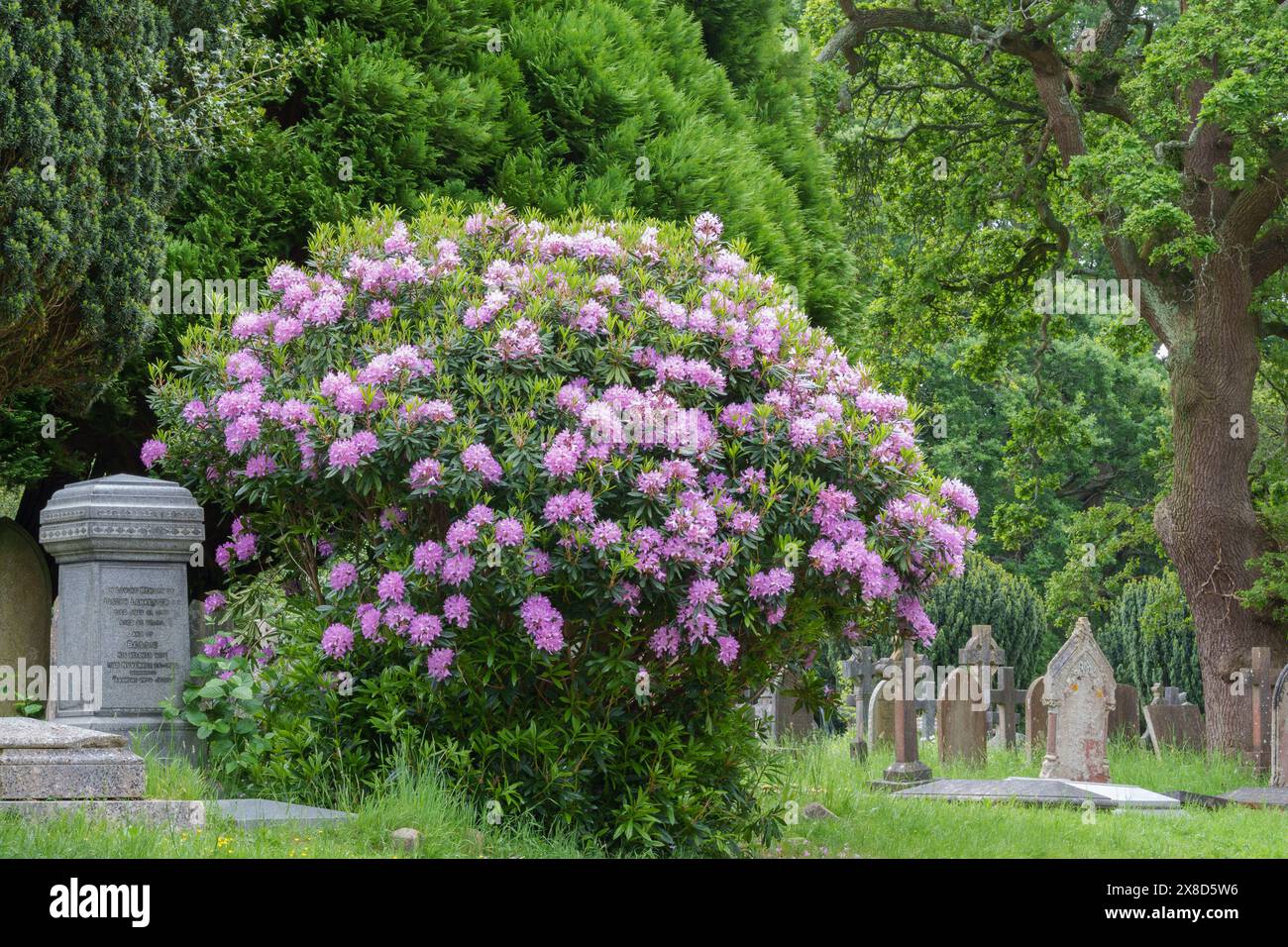 Rhododendrons in Southampton Old Cemetery Stock Photo - Alamy