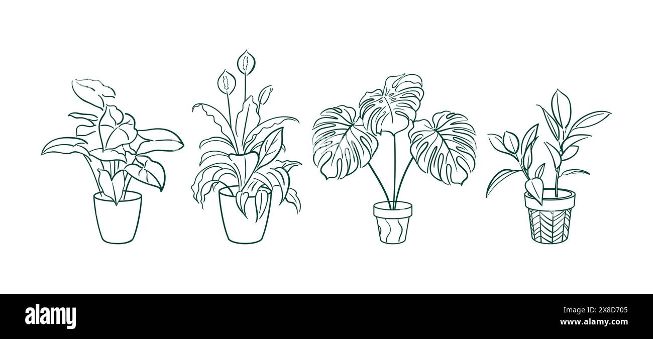 Set Exotic plant in a pot. Ficus, Syngonium, Monstera, Spathiphyllum. Home floriculture, house plants, hobby. Botanical Outline illustrations in hand Stock Vector