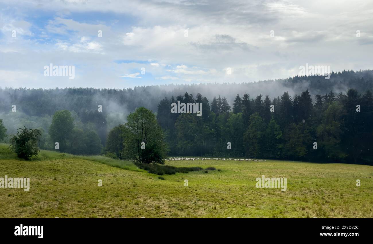 morning in the forest with fog and rain, Vogtland Saxony Germany Stock Photo