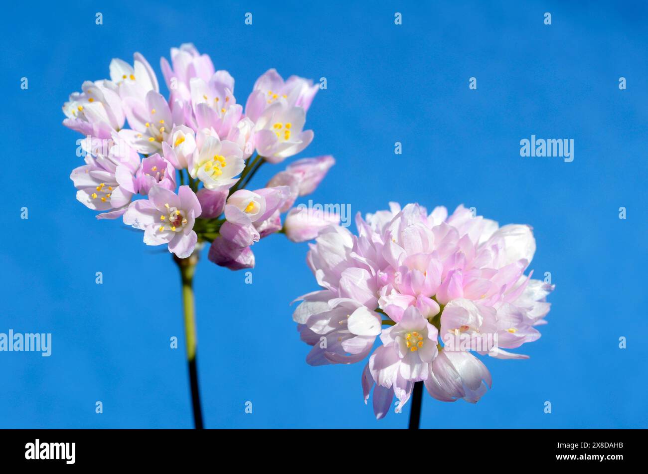 The rosy garlic (Allium roseum) in flower Stock Photo